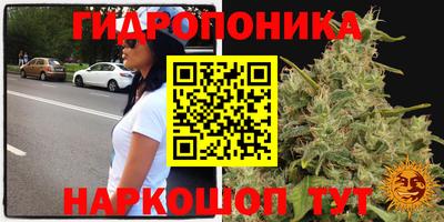 амф Гай