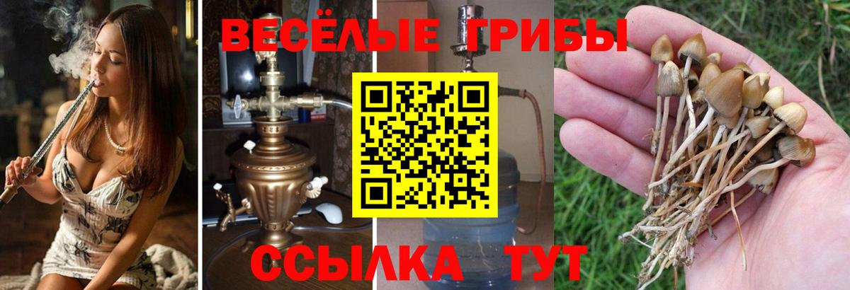 Сосновоборск  Галлюциногенные грибы ЛСД  Вход с VPN 